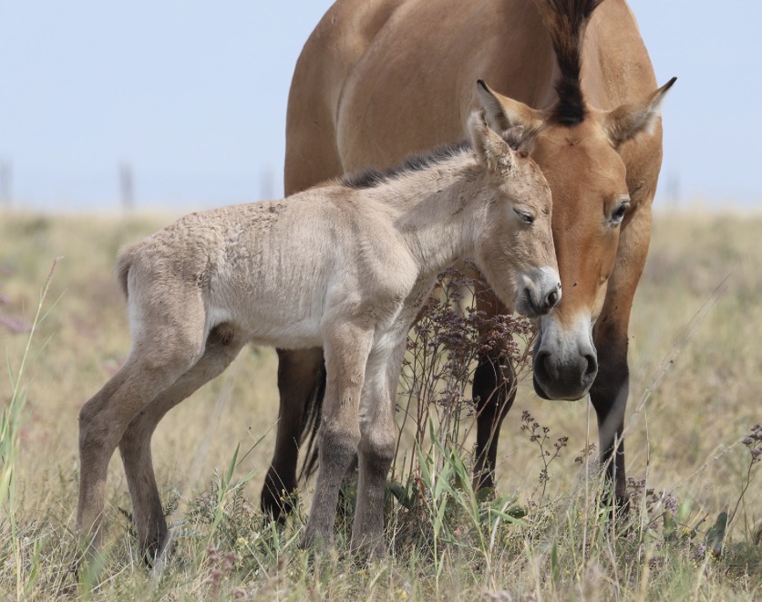 A New Przewalski’s Horse Foal Highlights Hope for Central Asian Biodiversity